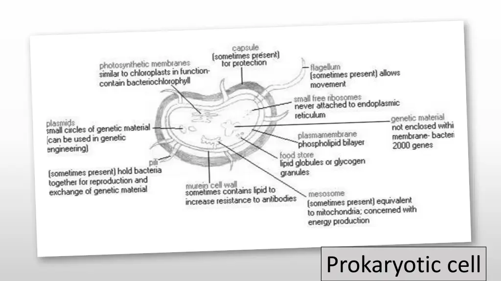 prokaryotic cell