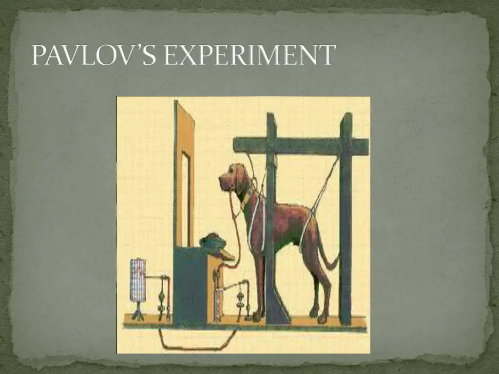 pavlov s experiment