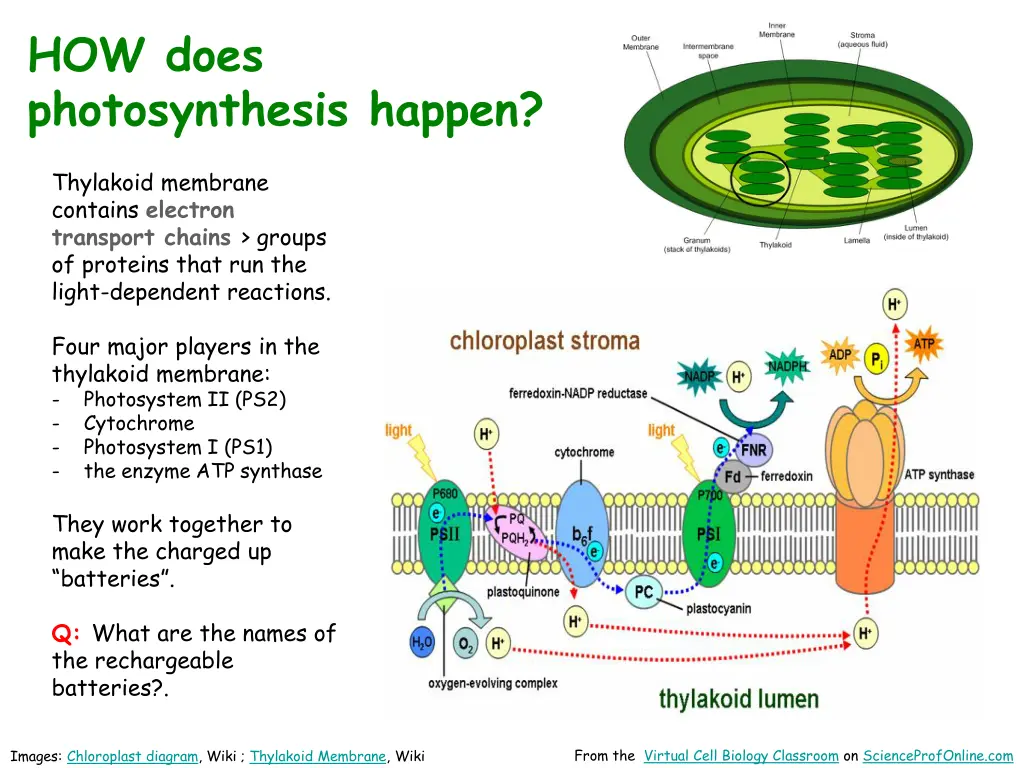 how does photosynthesis happen 1