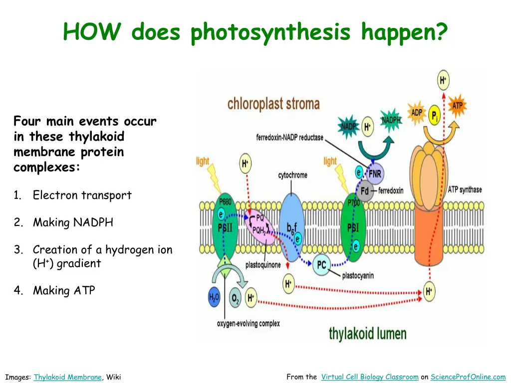 how does photosynthesis happen 2