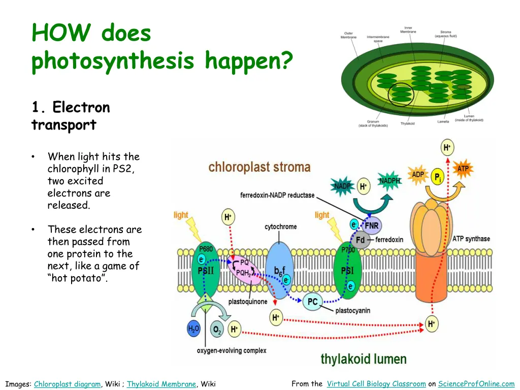 how does photosynthesis happen 3