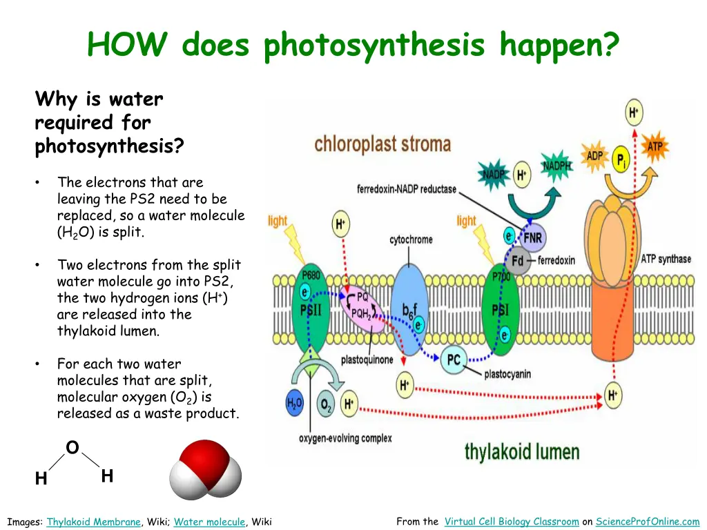 how does photosynthesis happen 4