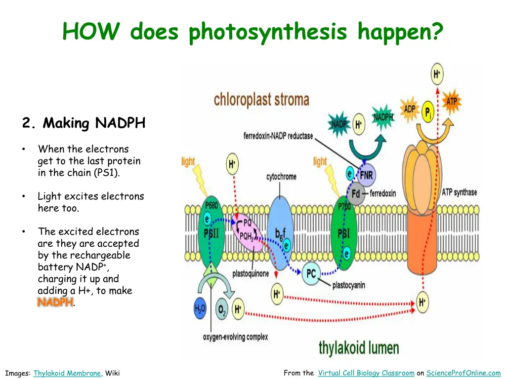 how does photosynthesis happen 5