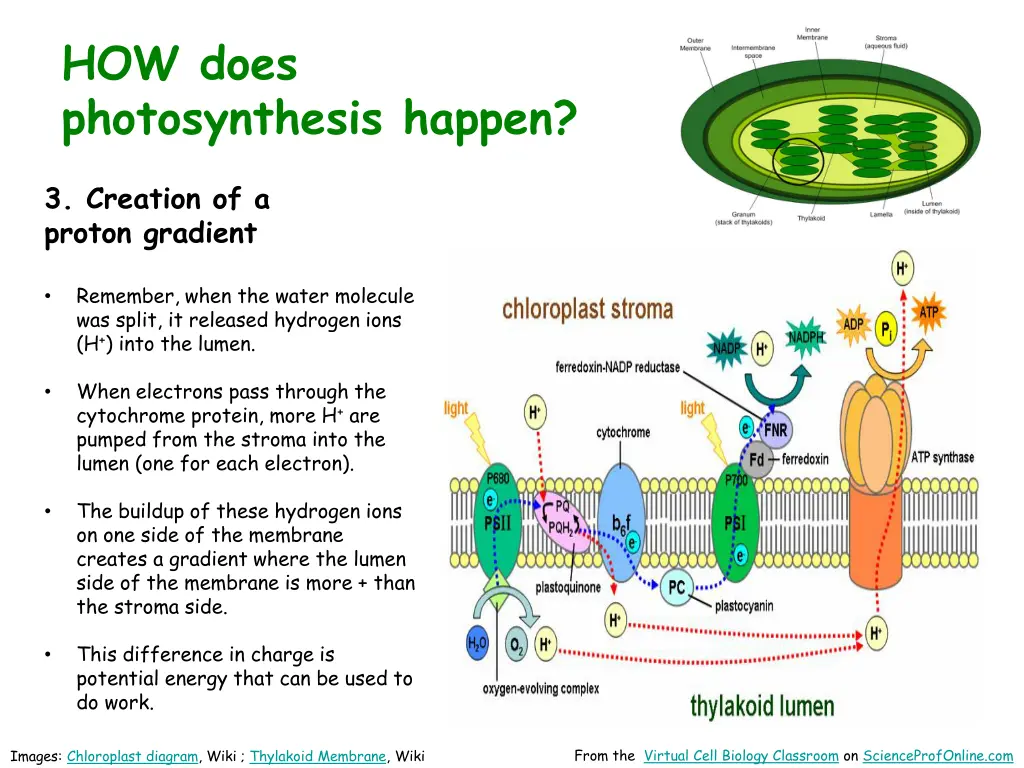 how does photosynthesis happen 6