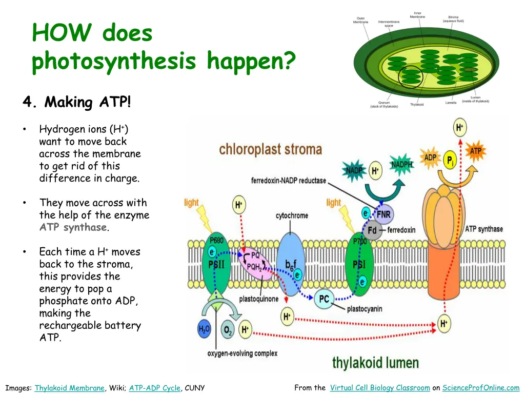 how does photosynthesis happen 7