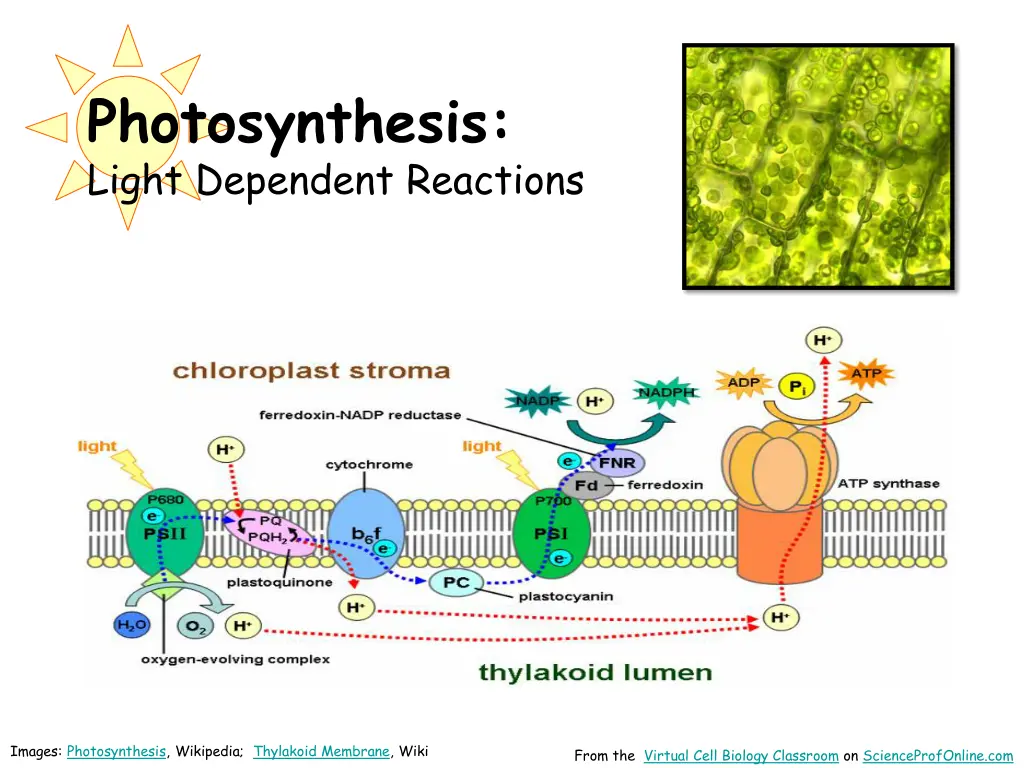 photosynthesis light dependent reactions