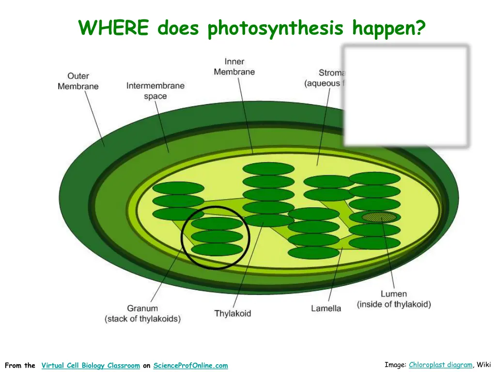 where does photosynthesis happen 1