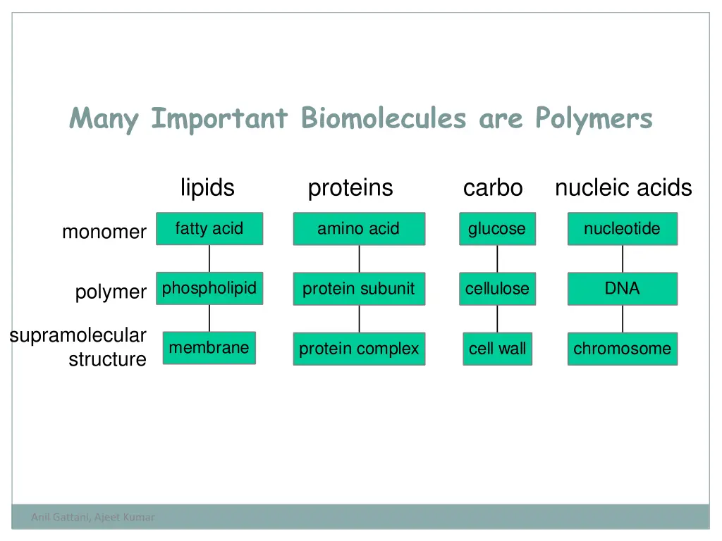 many important biomolecules are polymers