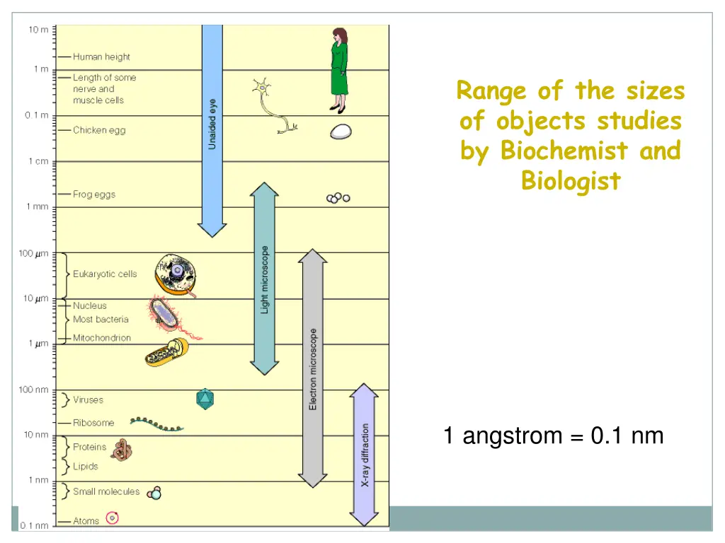 range of the sizes of objects studies