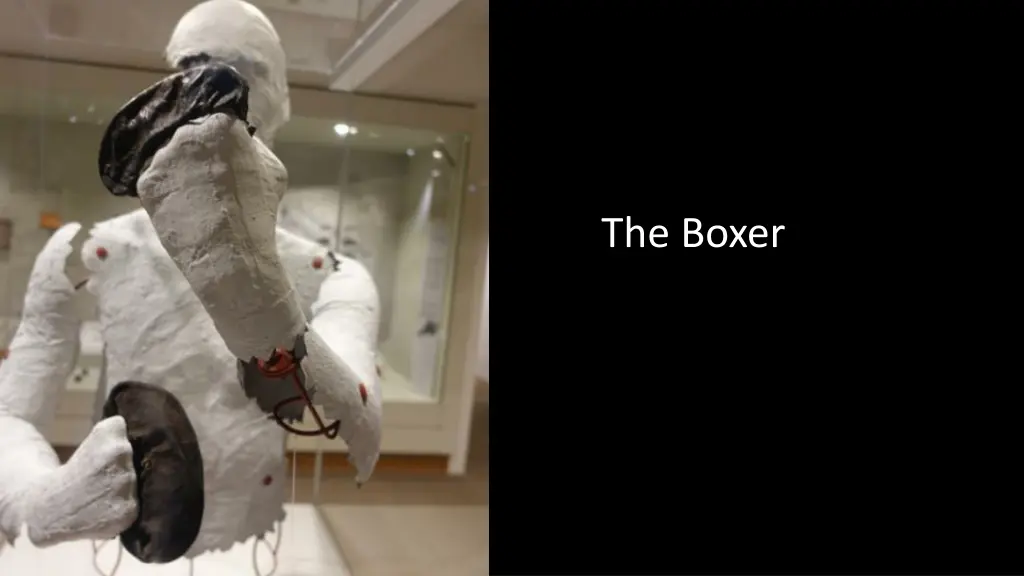 the boxer