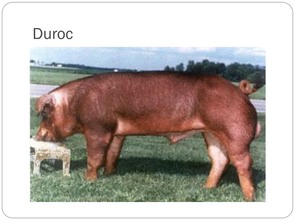 duroc