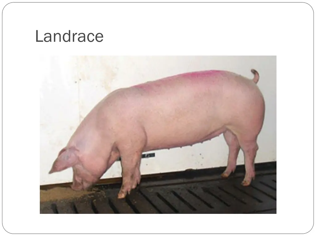 landrace