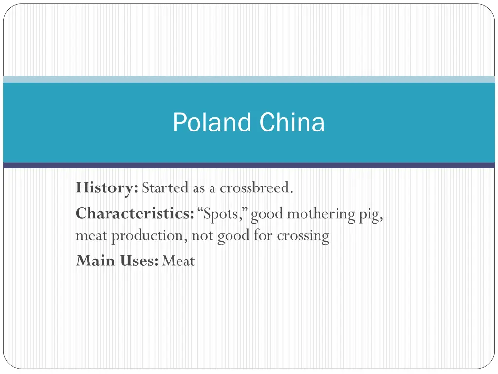 poland china 1