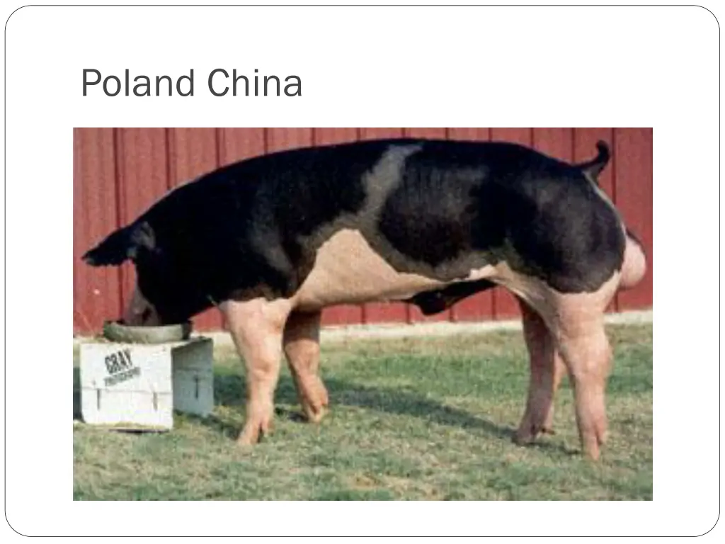 poland china