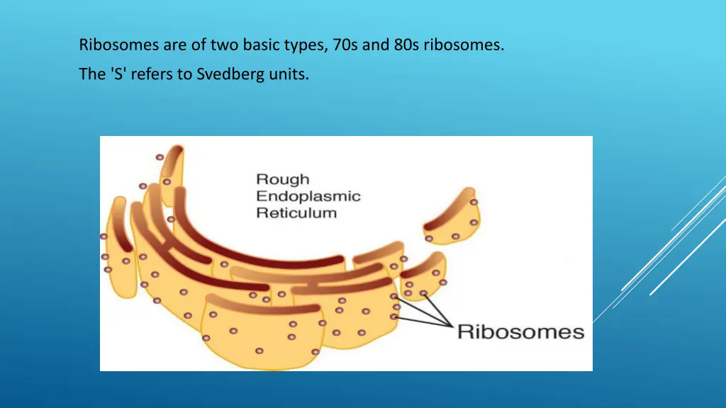 ribosomes are of two basic types