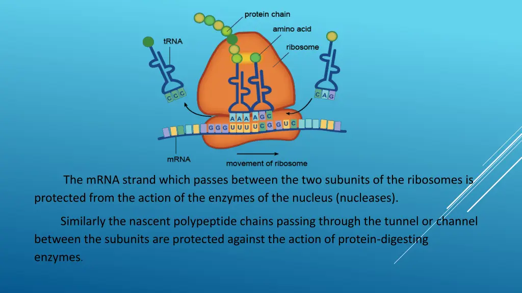 the mrna strand which passes between