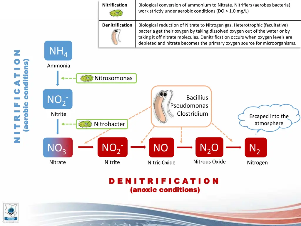 nitrification