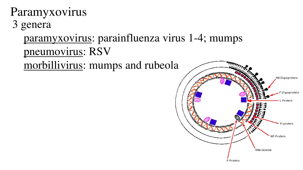 paramyxovirus 3 genera paramyxovirus