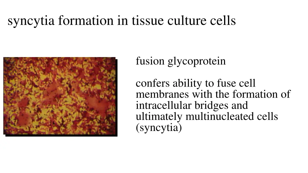 syncytia formation in tissue culture cells