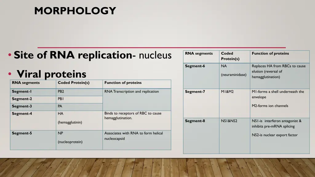 morphology 1