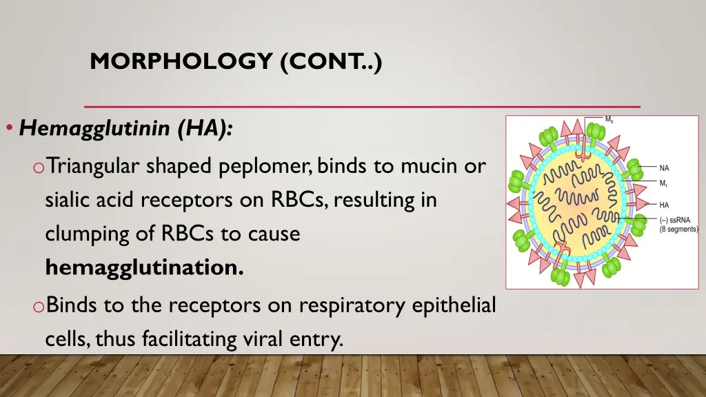 morphology cont 1