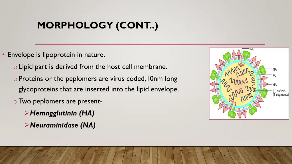 morphology cont