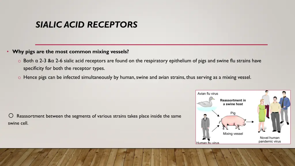 sialic acid receptors 1