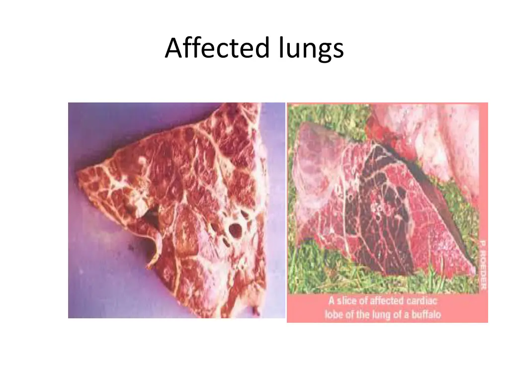 affected lungs