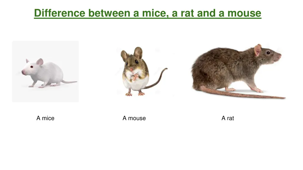 difference between a mice a rat and a mouse