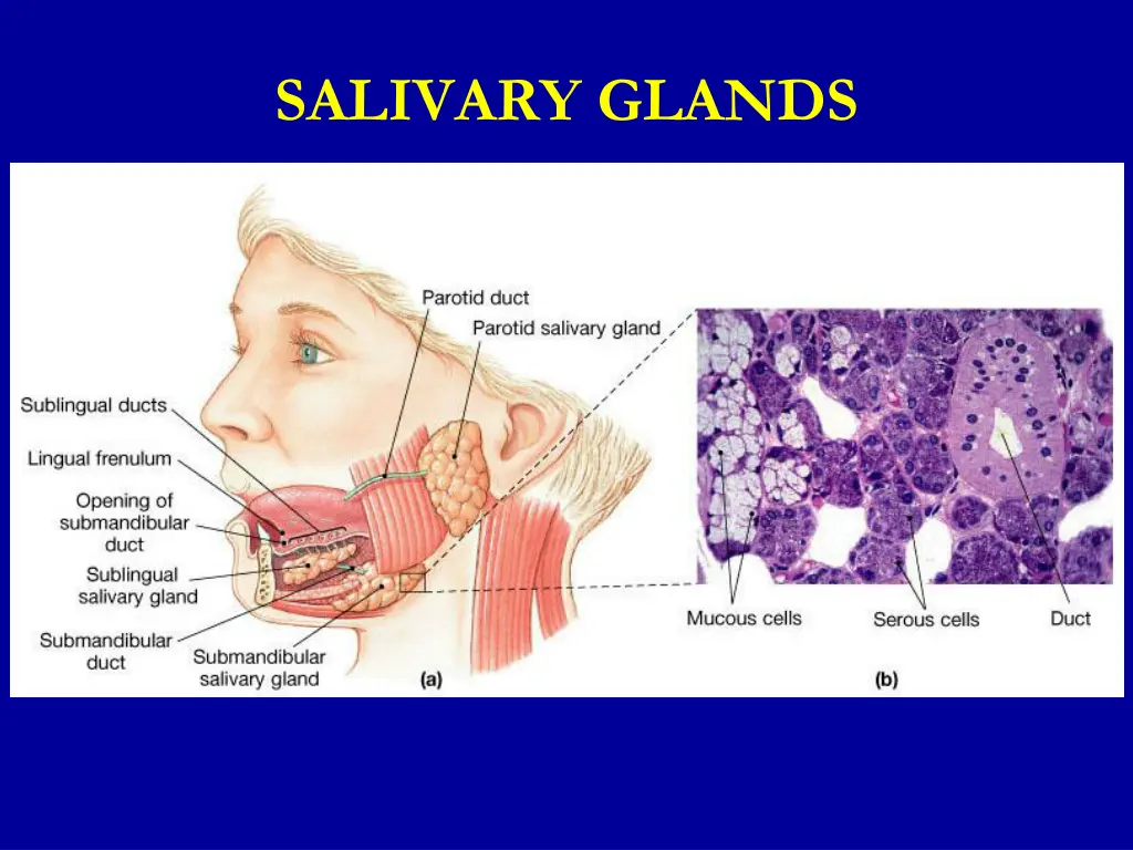 salivary glands 2