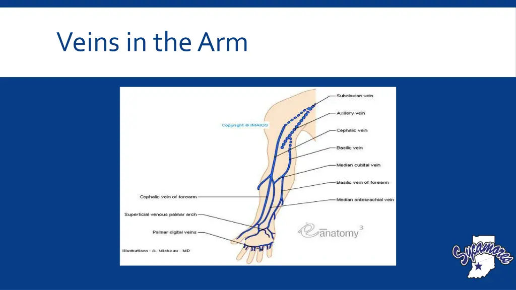 veins in the arm