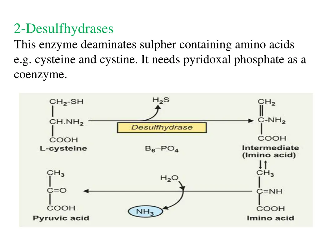 2 desulfhydrases this enzyme deaminates sulpher