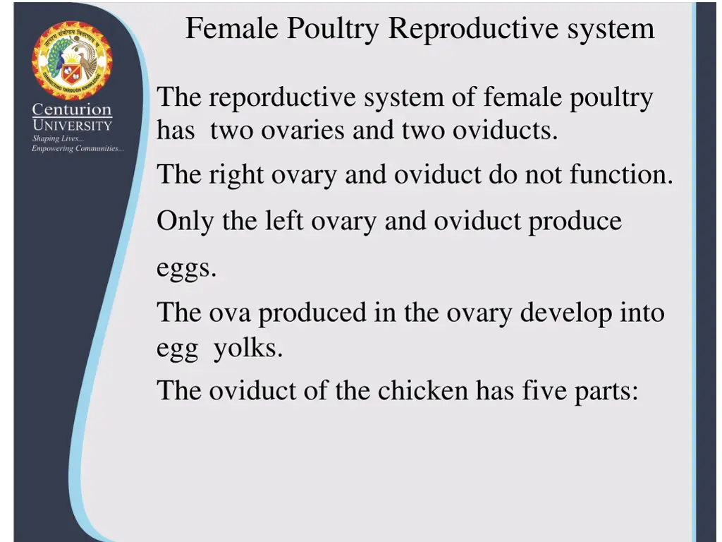 female poultry reproductive system