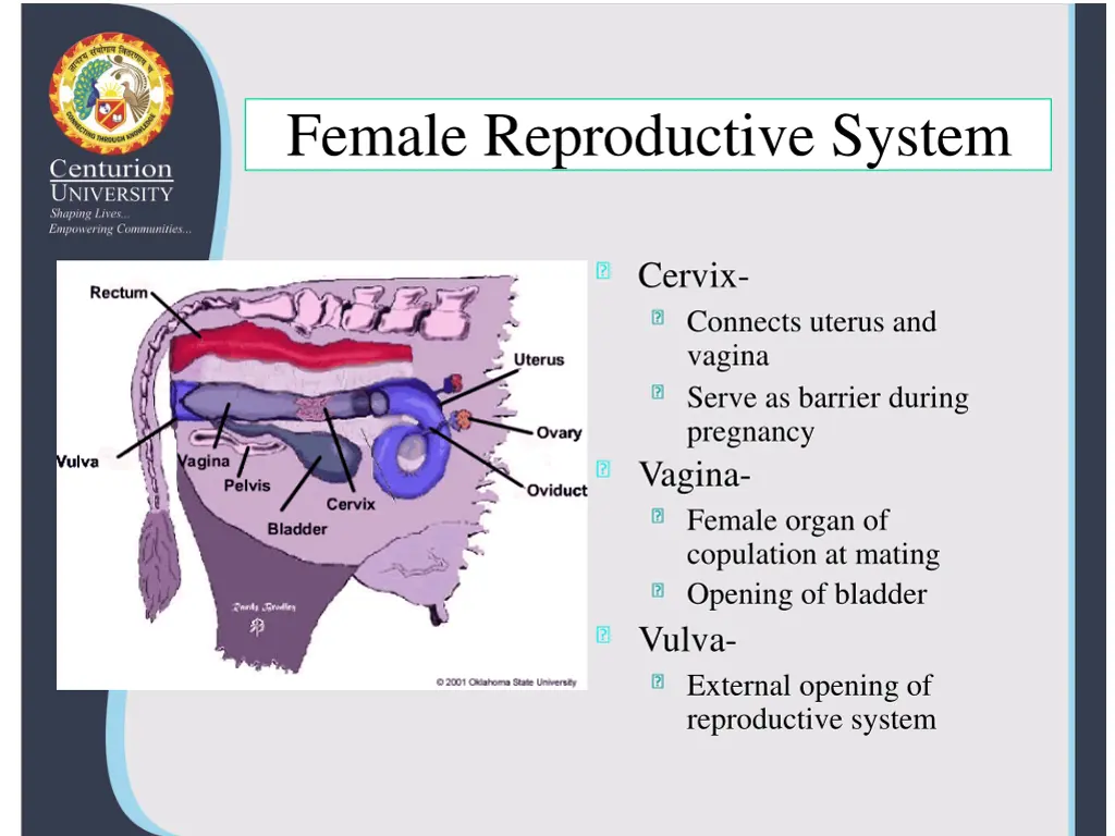 female reproductive system 1