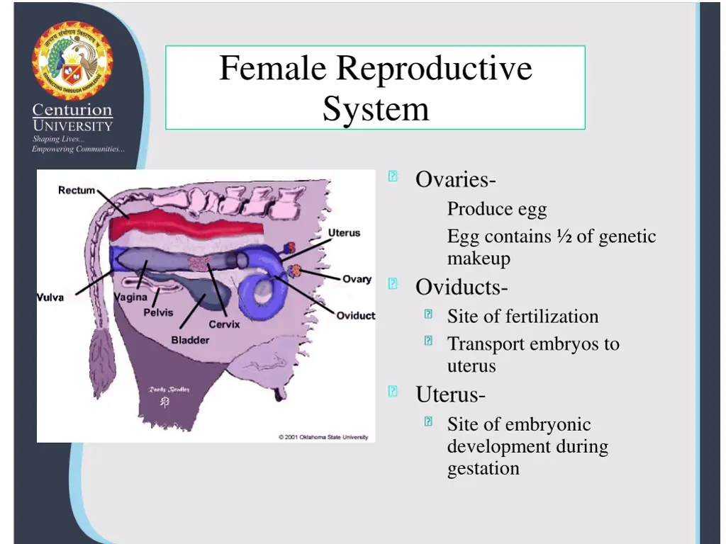 female reproductive system