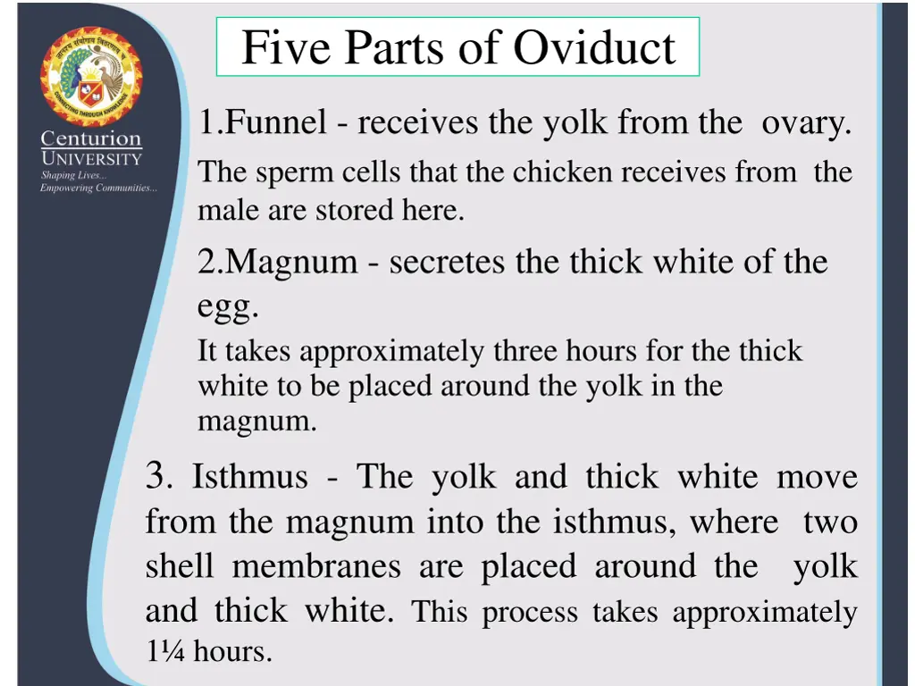 five parts of oviduct