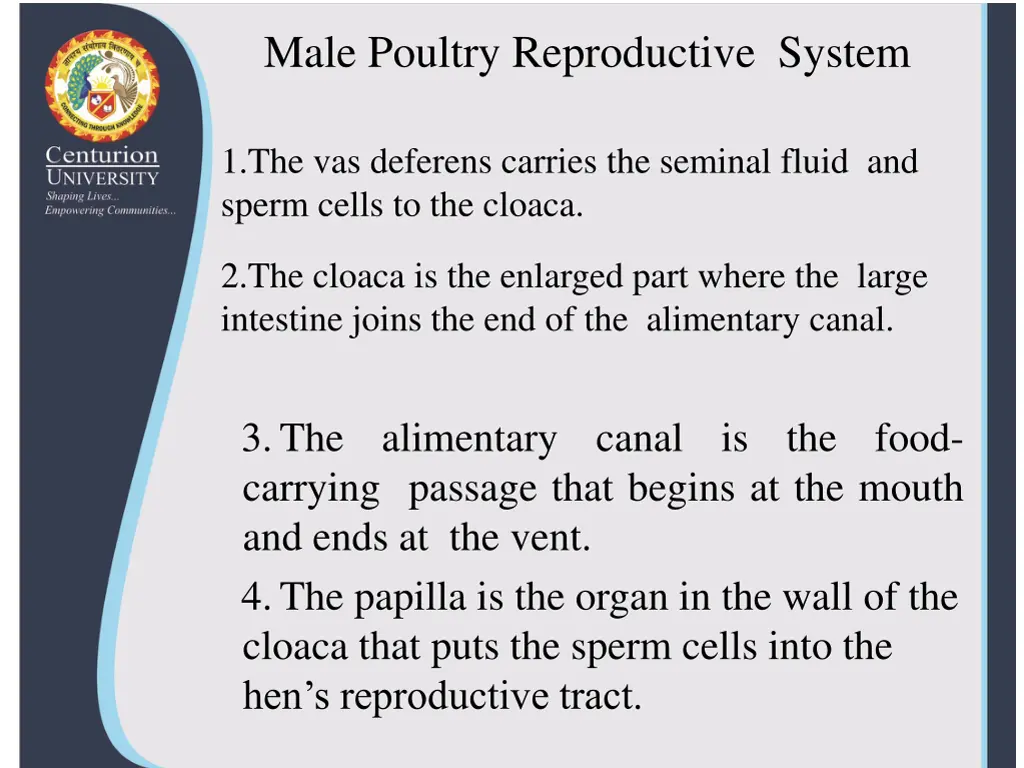 male poultry reproductive system