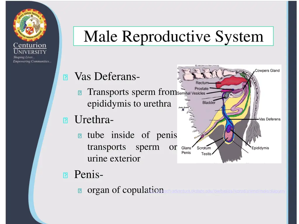 male reproductive system 1