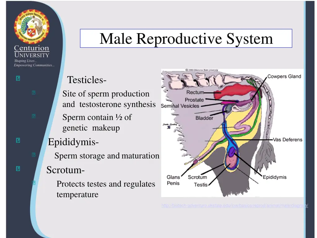 male reproductive system