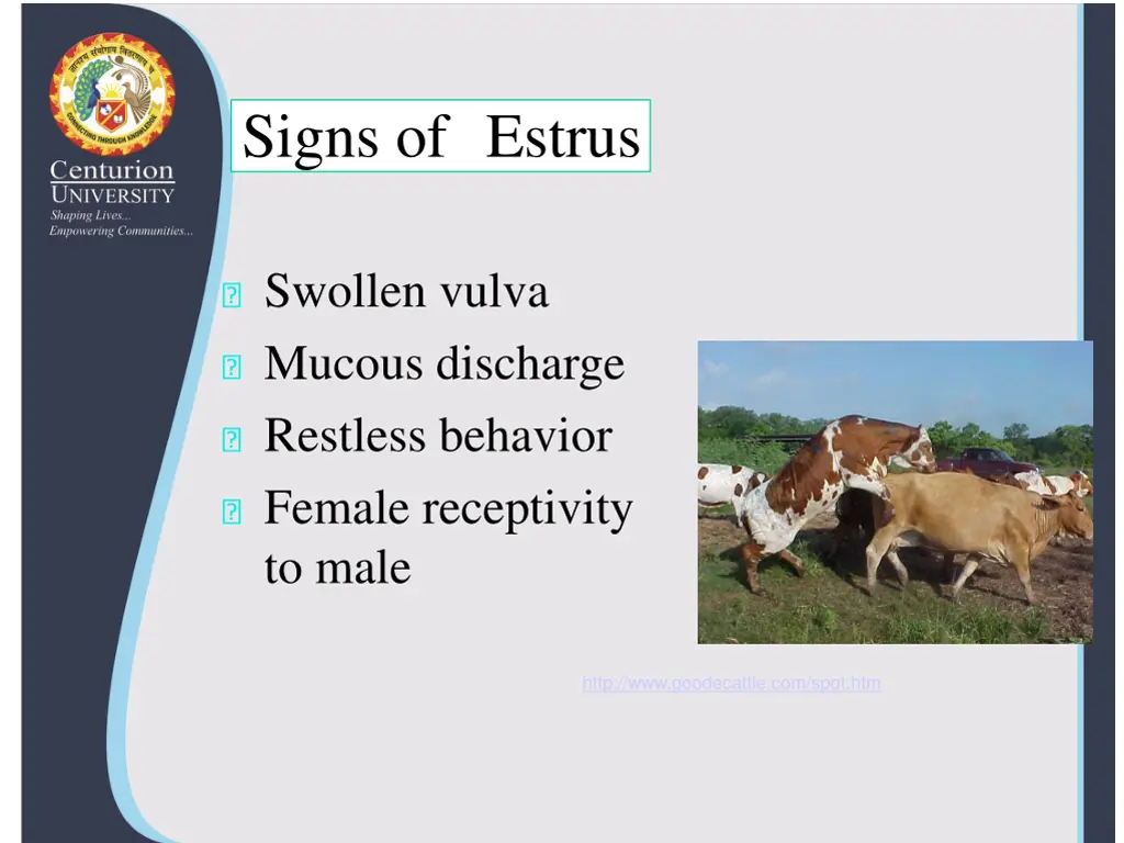 signs of estrus