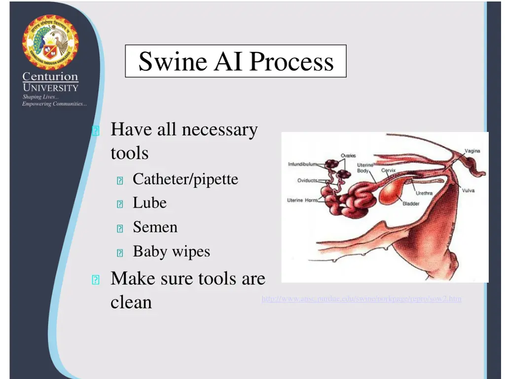 swine ai process 1