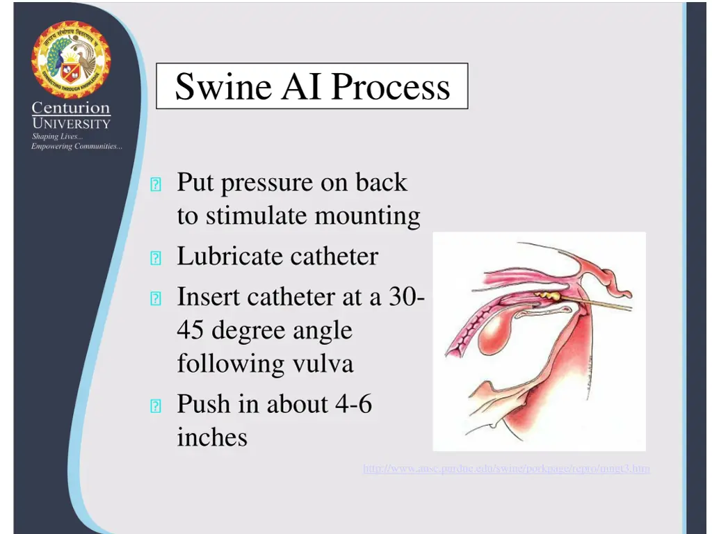 swine ai process 2