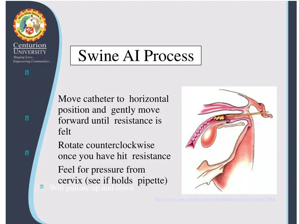 swine ai process 3