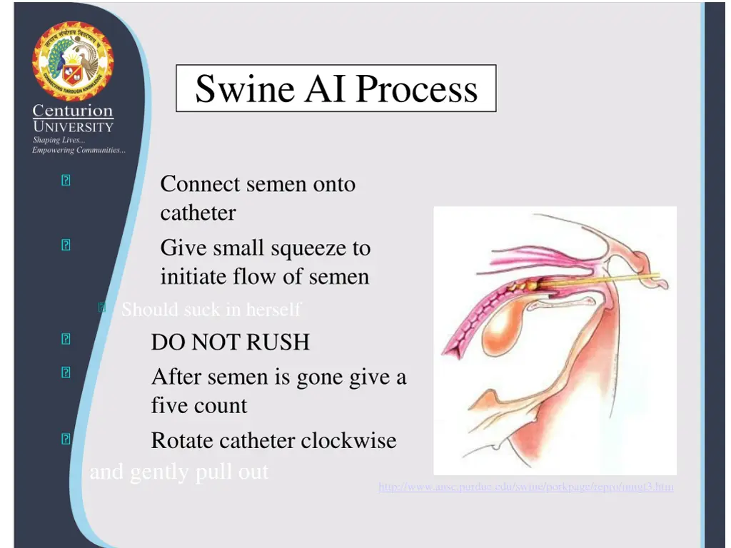 swine ai process 4