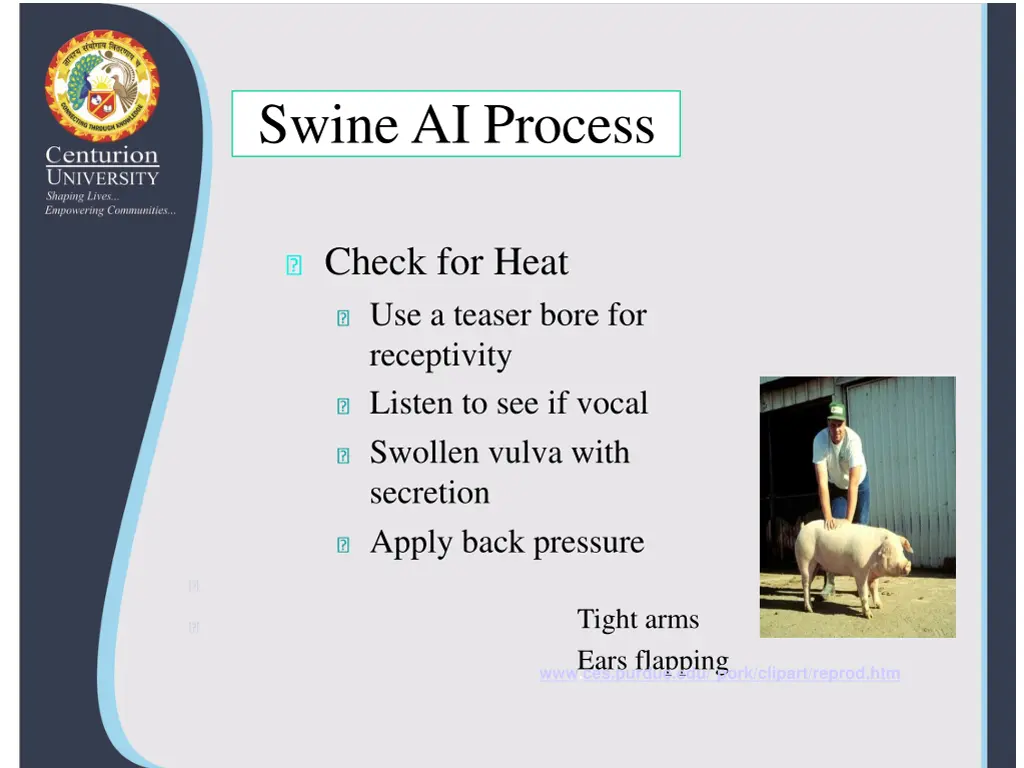 swine ai process