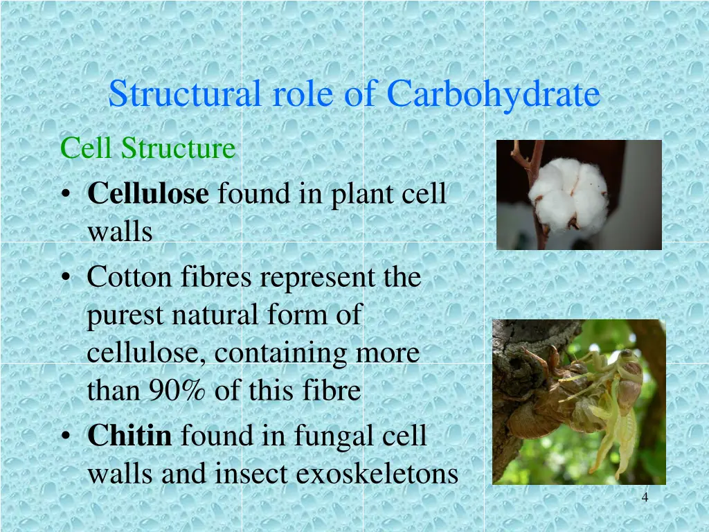 structural role of carbohydrate cell structure