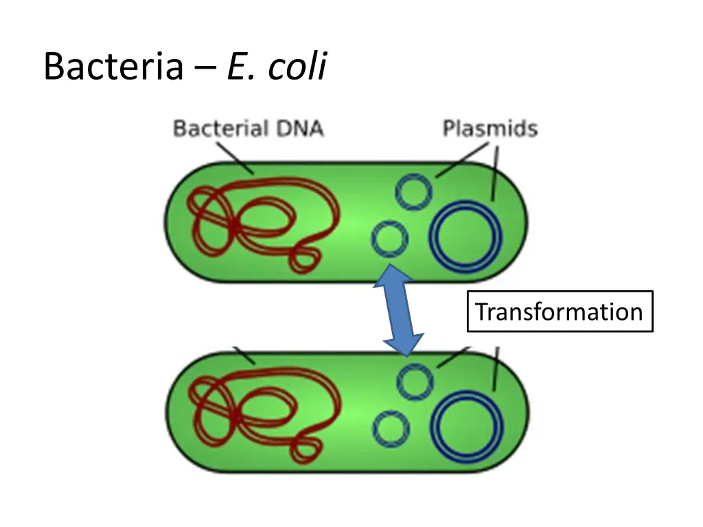 bacteria e coli