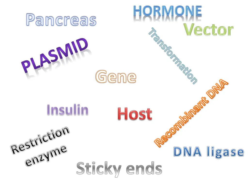 pancreas