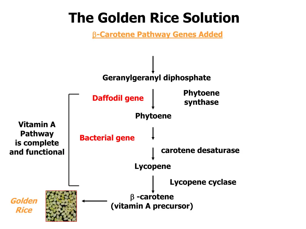 the golden rice solution