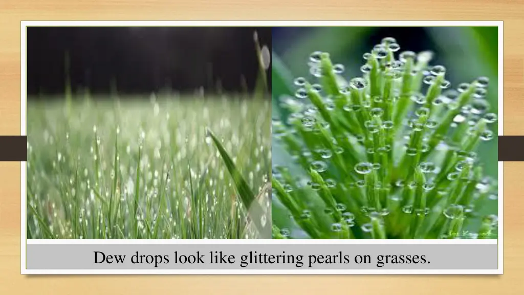 dew drops look like glittering pearls on grasses